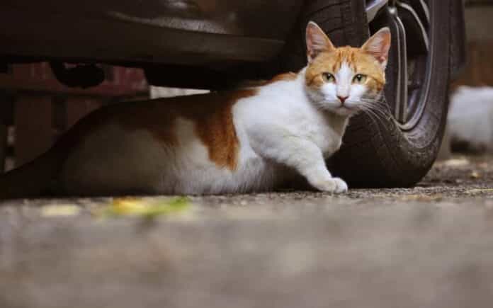gata