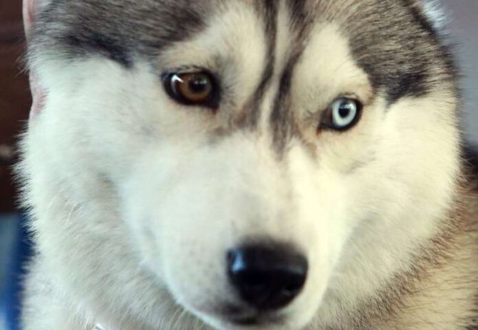 husky (Copy)