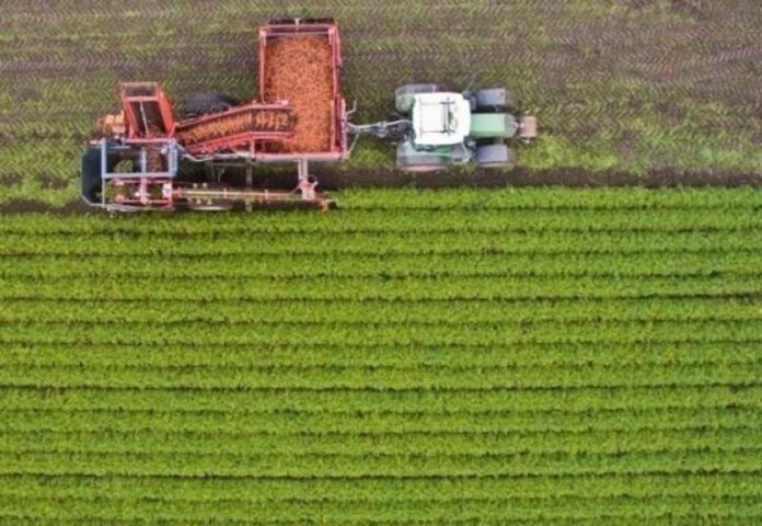 agrotes (Copy)