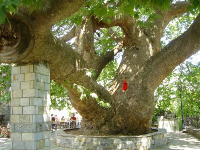 Platanus_Tsangarada_hc-1068x801 (Copy)