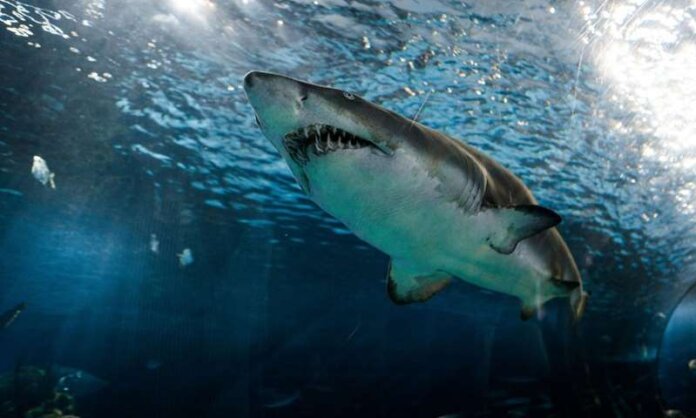 SHARK (Copy)