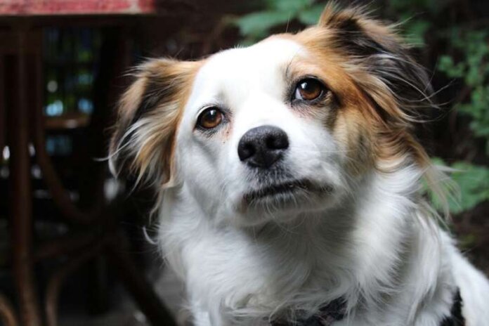 skyli