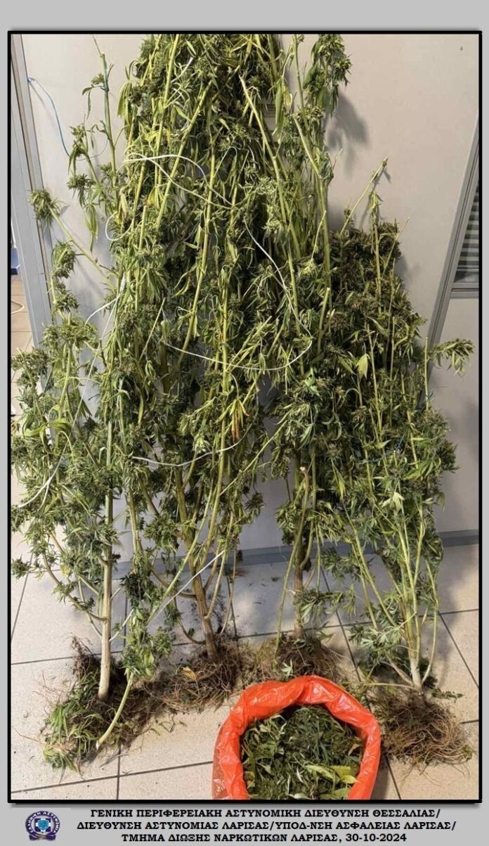 xasisodentra