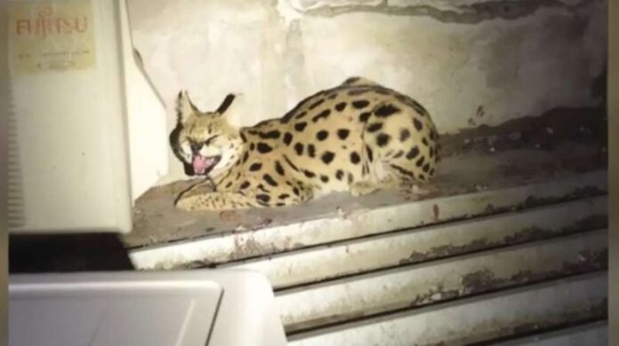 serval (Copy)