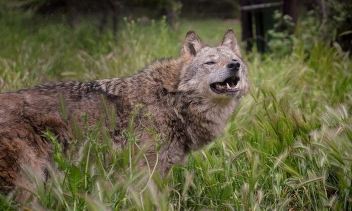 lykos (Copy)