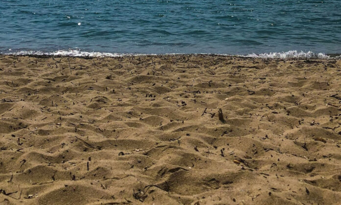 paralia