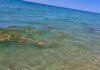 Πλαγκτόν στις παραλίες της Λάρισας και της Πιερίας. “Δεν μπορούμε να ψαρέψουμε, ενώ πλέον δεν μπορούμε ούτε μπάνιο να κάνουμε” (ΦΩΤΟ-ΒΙΝΤΕΟ)