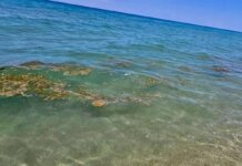 Πλαγκτόν στις παραλίες της Λάρισας και της Πιερίας. “Δεν μπορούμε να ψαρέψουμε, ενώ πλέον δεν μπορούμε ούτε μπάνιο να κάνουμε” (ΦΩΤΟ-ΒΙΝΤΕΟ)