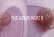 Παραλία του Πηλίου μέσα σε λίγες ώρες «γέμισε» μωβ τσούχτρες ενώ χθες ήταν πεντακάθαρη! – Δείτε εικόνες