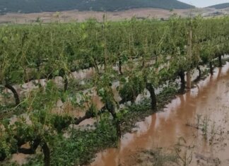 Π! ρωτοφανείς εικόνες καταστροφήςΆμεση παρέμβαση του Δήμου Τυρνάβου μετά τη σφοδρή χαλαζόπτωση
