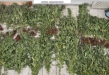 Εντοπίστηκε μεγάλη φυτεία δενδρυλλίων κάνναβης στην Μακρινίτσα