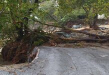 Πλατάνια πλάκωσαν δύο ΙΧ τον Μάιο στην Άλλη Μεριά- Η ιδιοκτήτρια έβαλε μέχρι και τοπογράφο για να βρει τον υπεύθυνο!