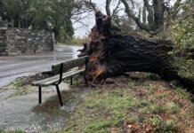 Δέντρο έπεσε δίπλα σε παγκάκι σε χωριό της Λάρισας