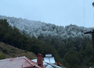 Αρκούδες γυροφέρνουν σε χωριό της Λάρισας